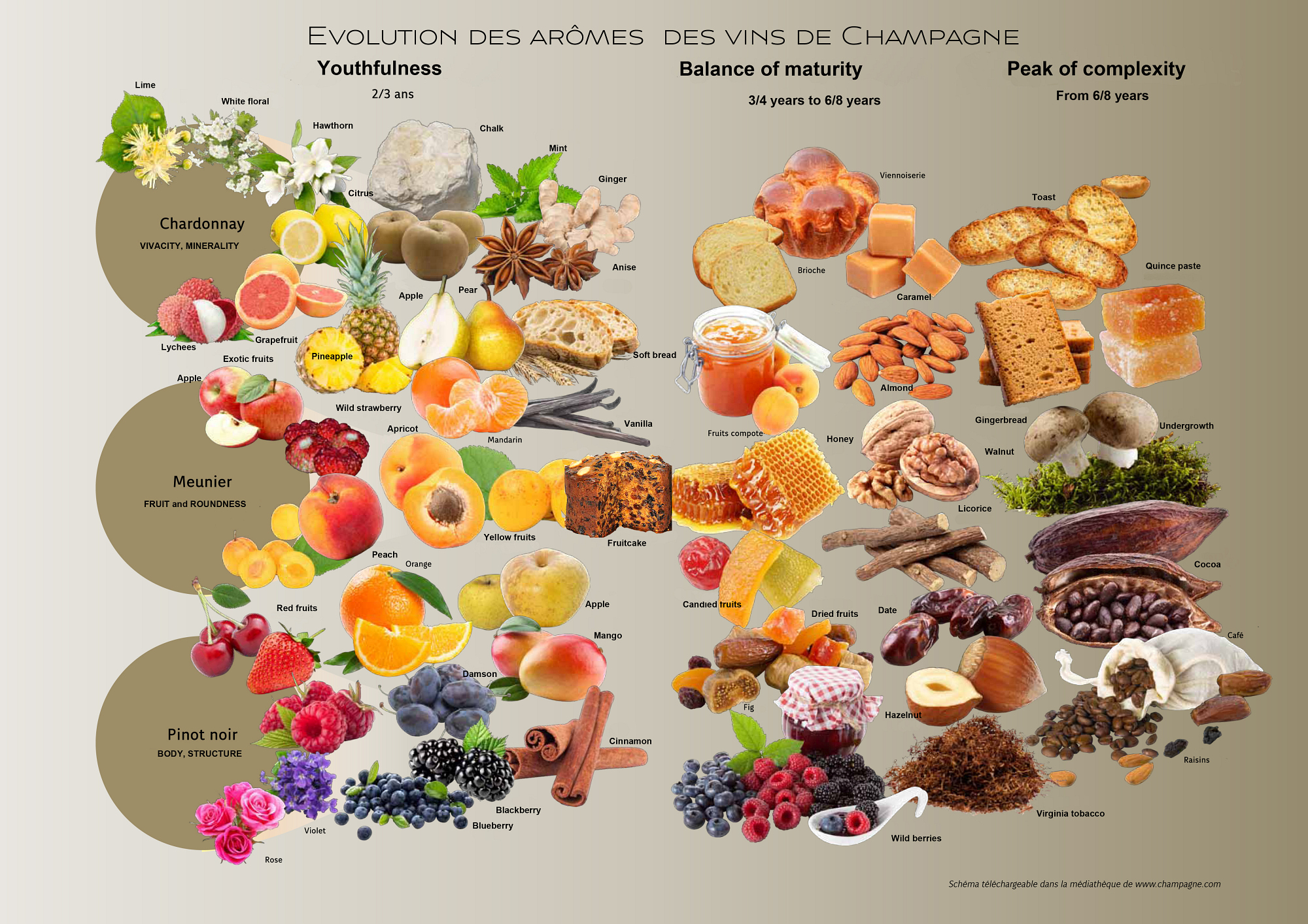 Aroma Chart Champagne De Vigneron